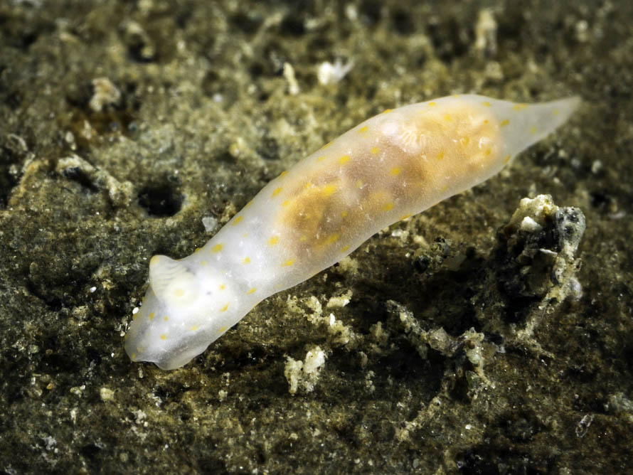 Gymnodoris sp. P